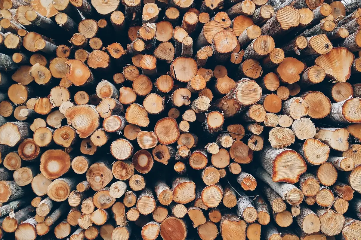 Gestapelte Holzstämme von der Stirnseite