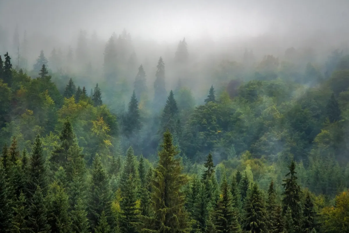 Nebel zieht über einen Wald aus Fichten und Laubbäumen am Berghang